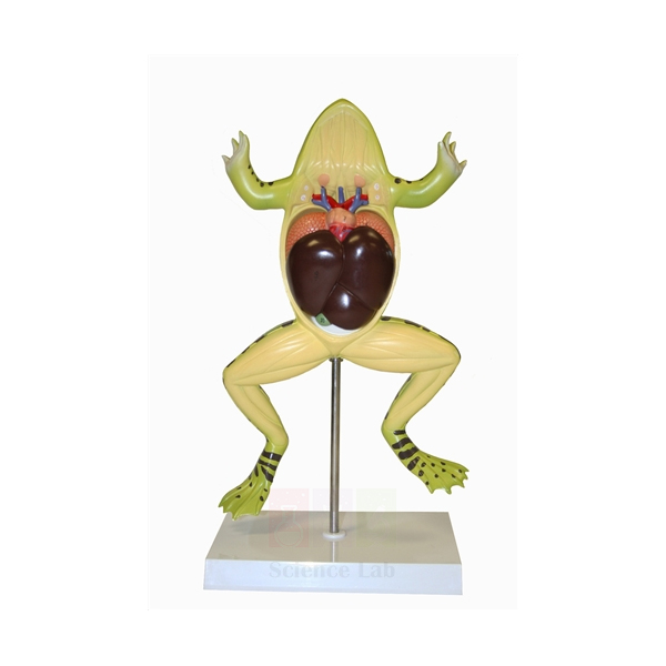 Frog Dissection Model